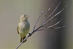 Black-faced Grassquit